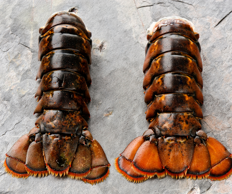 Cold Water Maine Lobster Tail 5-6 Ounce - Fresh Fish Fast